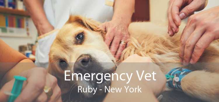 Emergency Vet Ruby - New York