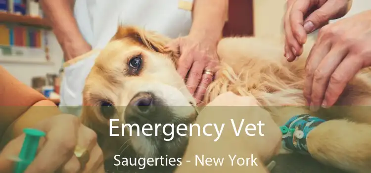 Emergency Vet Saugerties - New York