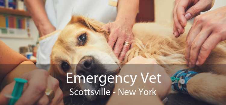 Emergency Vet Scottsville - New York