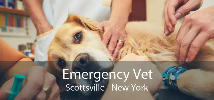 Emergency Vet Scottsville - New York