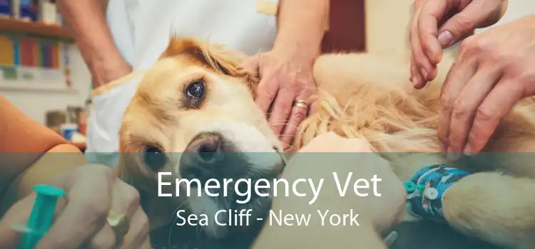 Emergency Vet Sea Cliff - New York