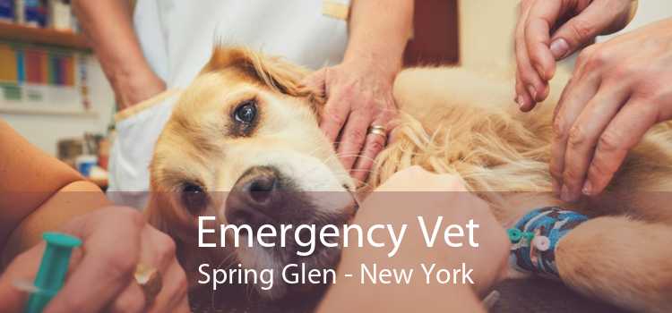 Emergency Vet Spring Glen - New York