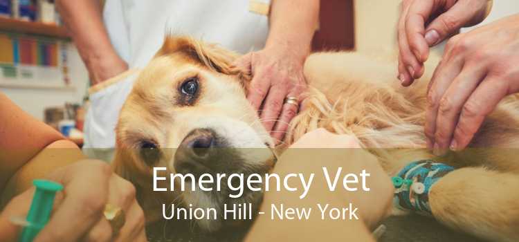 Emergency Vet Union Hill - New York