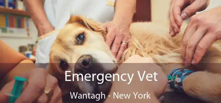 Emergency Vet Wantagh - New York
