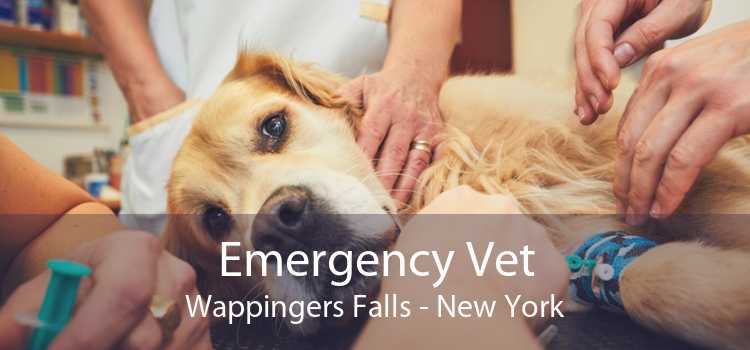 Emergency Vet Wappingers Falls - New York