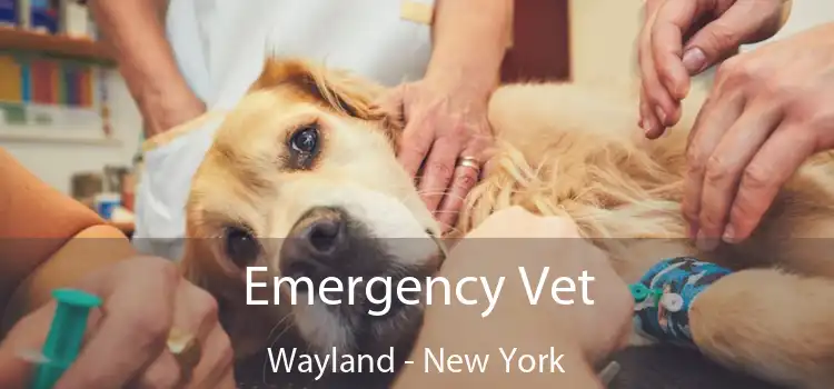 Emergency Vet Wayland - New York