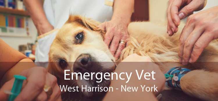 Emergency Vet West Harrison - New York