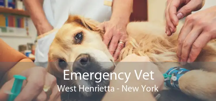 Emergency Vet West Henrietta - New York