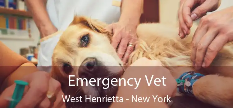 Emergency Vet West Henrietta - New York