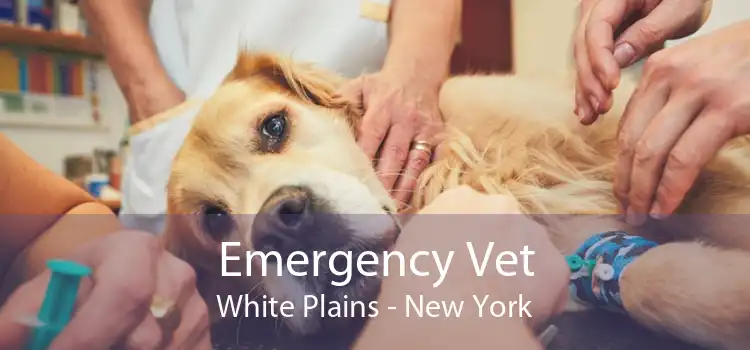 Emergency Vet White Plains - New York