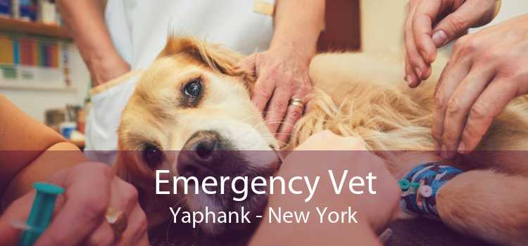 Emergency Vet Yaphank - New York