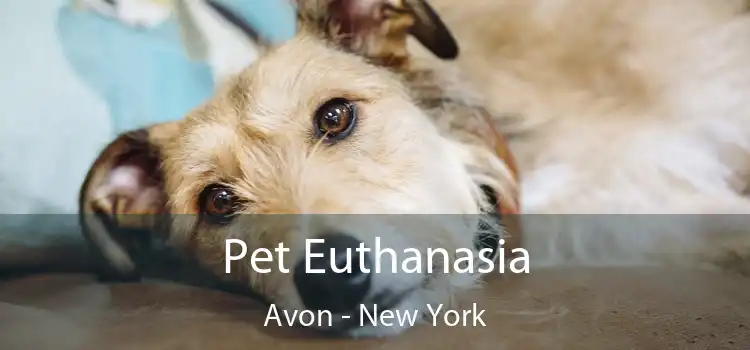 Pet Euthanasia Avon - New York