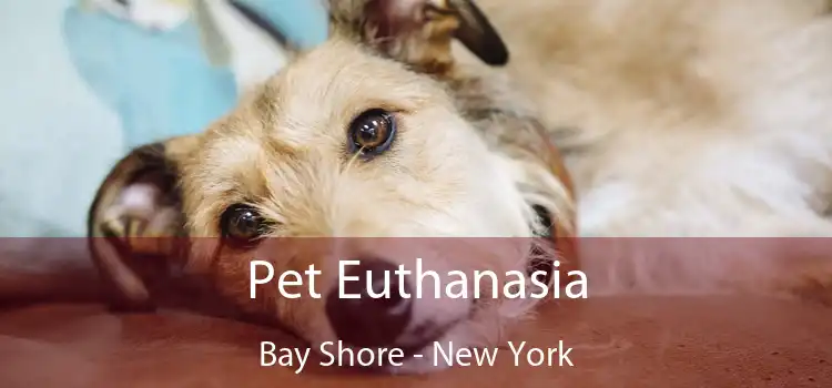 Pet Euthanasia Bay Shore - New York