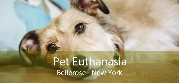 Pet Euthanasia Bellerose - New York