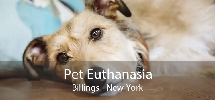 Pet Euthanasia Billings - New York