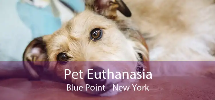 Pet Euthanasia Blue Point - New York