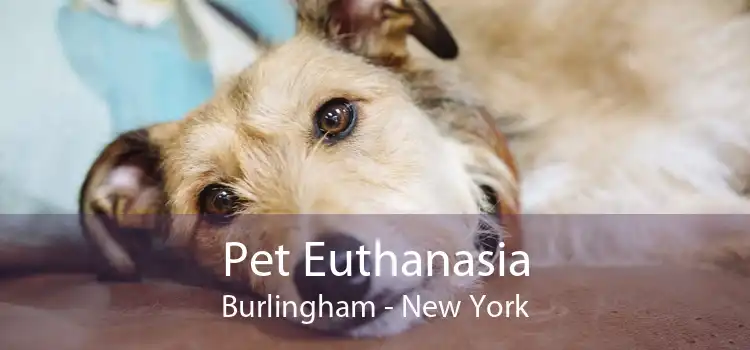Pet Euthanasia Burlingham - New York