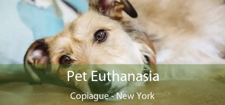 Pet Euthanasia Copiague - New York