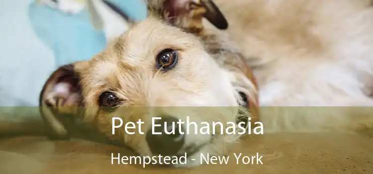 Pet Euthanasia Hempstead - New York