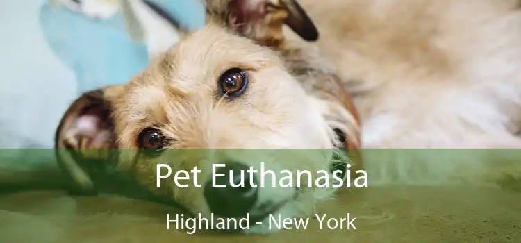 Pet Euthanasia Highland - New York