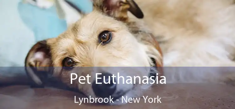 Pet Euthanasia Lynbrook - New York