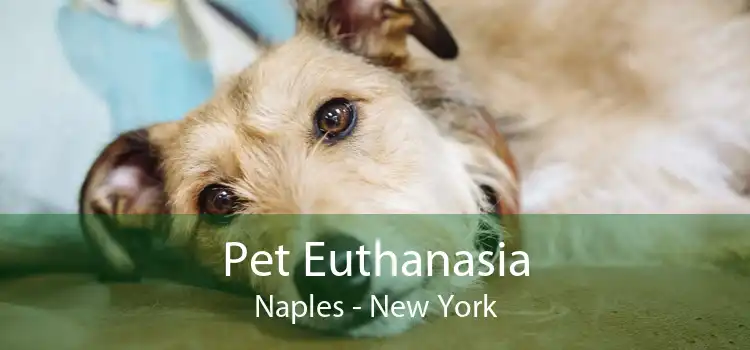 Pet Euthanasia Naples - New York