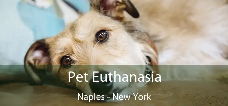 Pet Euthanasia Naples - New York