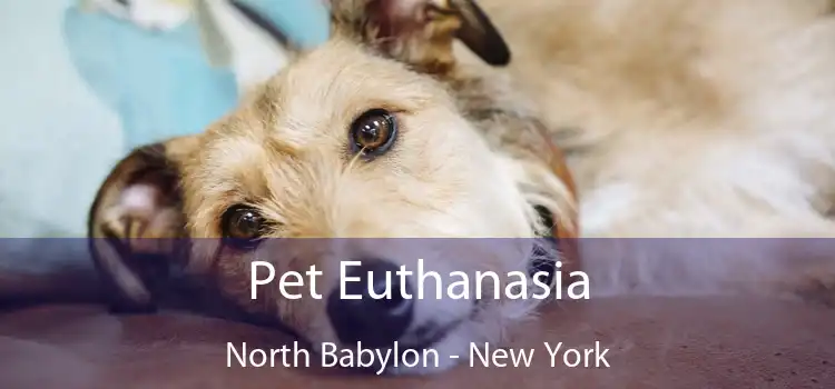 Pet Euthanasia North Babylon - New York