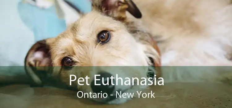 Pet Euthanasia Ontario - New York
