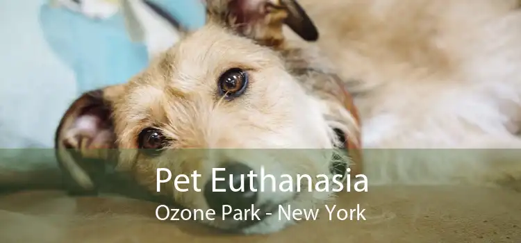 Pet Euthanasia Ozone Park - New York