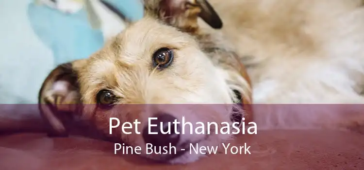 Pet Euthanasia Pine Bush - New York