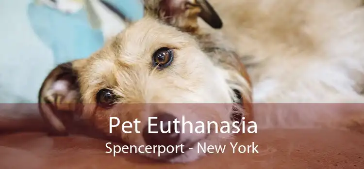 Pet Euthanasia Spencerport - New York
