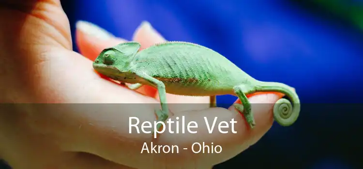 Reptile Vet Akron - Ohio