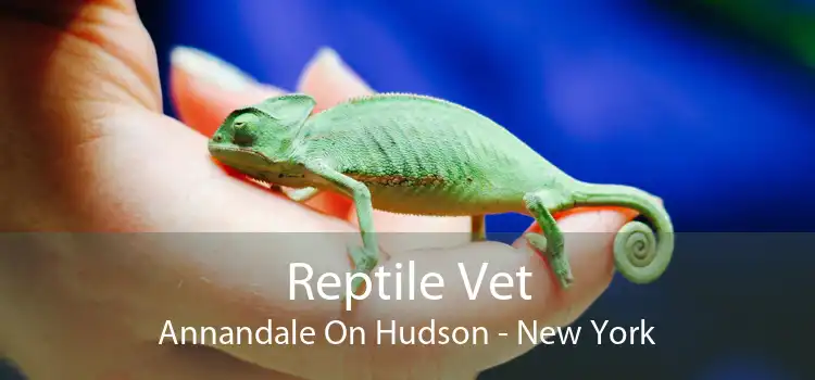 Reptile Vet Annandale On Hudson - New York