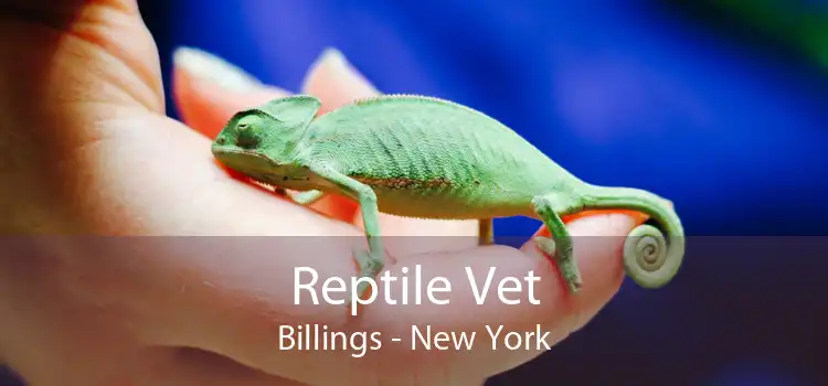 Reptile Vet Billings - New York