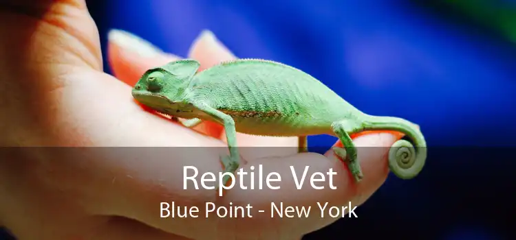 Reptile Vet Blue Point - New York