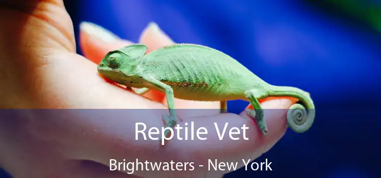 Reptile Vet Brightwaters - New York