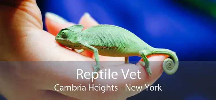 Reptile Vet Cambria Heights - New York