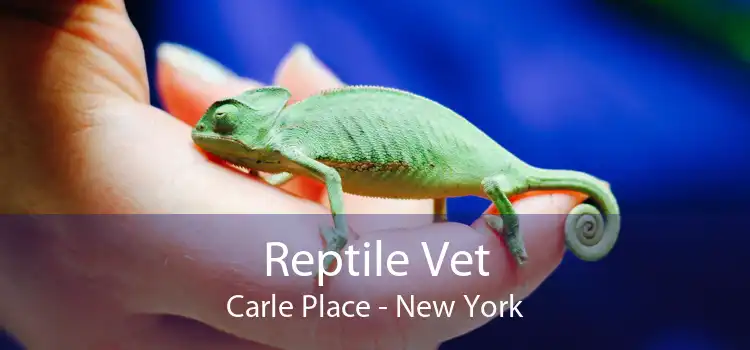 Reptile Vet Carle Place - New York