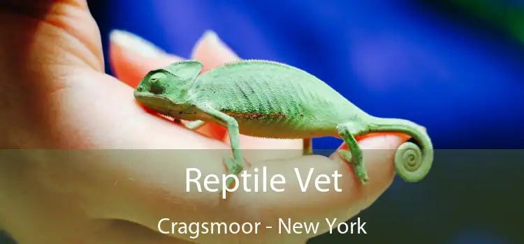 Reptile Vet Cragsmoor - New York