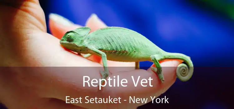 Reptile Vet East Setauket - New York