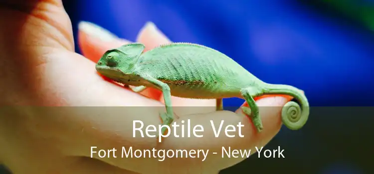 Reptile Vet Fort Montgomery - New York