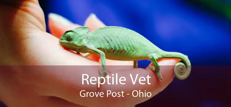 Reptile Vet Grove Post - Ohio