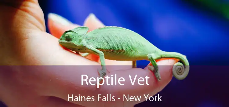 Reptile Vet Haines Falls - New York