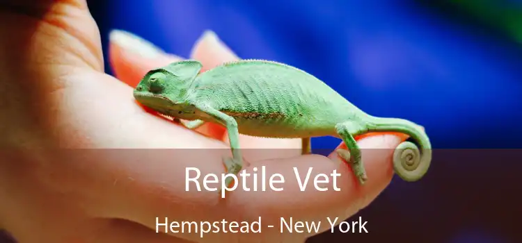 Reptile Vet Hempstead - New York