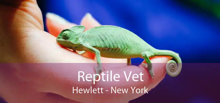 Reptile Vet Hewlett - New York