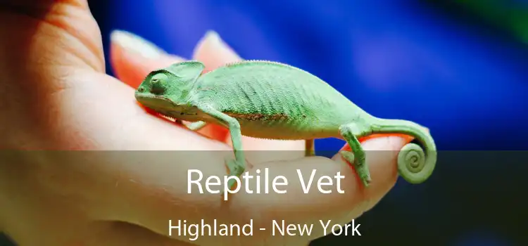 Reptile Vet Highland - New York