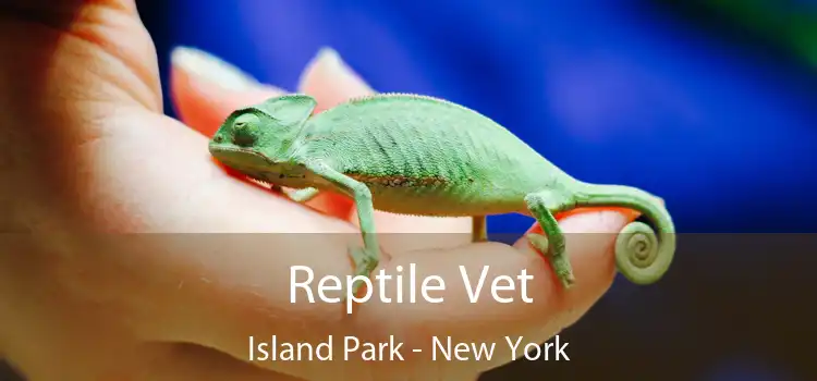 Reptile Vet Island Park - New York