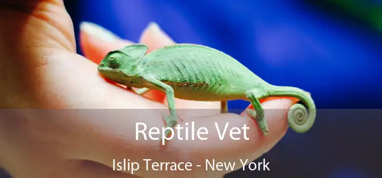 Reptile Vet Islip Terrace - New York