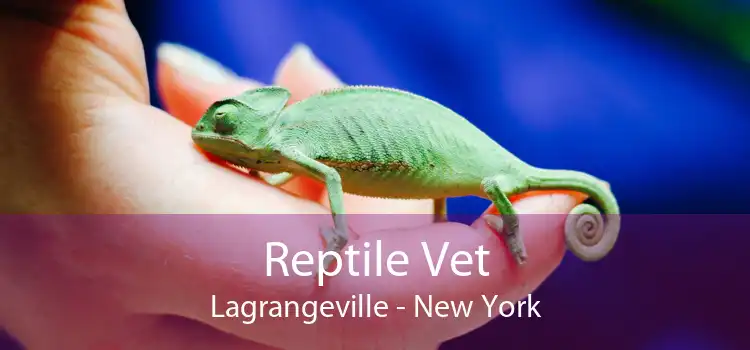 Reptile Vet Lagrangeville - New York